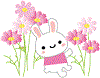 こすもす