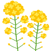 菜の花
