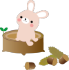 どんぐり